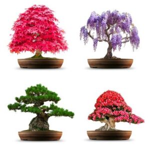 4 Types Bonsai Tree Kit